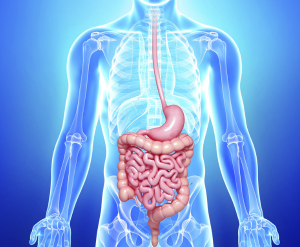 Improves Digestion