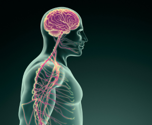 Balances Nervous System
