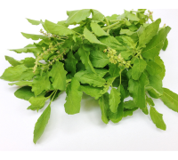 Tulsi (Holy Basil)