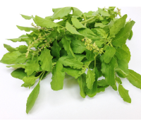Tulsi (Holy Basil)