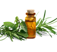 Pudina (Mint)